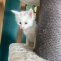 Chaton Maine Coon de race  en région Auvergne-Rhône-Alpes.