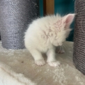 Maine Coon disponible en Isère