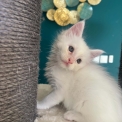 Maine Coon disponible en Isère
