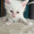 Chat Maine Coon proposé par l’élevage Chatterie du Ciel d'Emeraude.
