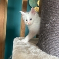 Chaton Maine Coon de race – prix 1400 €.
