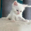 Chaton Maine Coon de race  en région Auvergne-Rhône-Alpes.