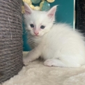 Chaton Maine Coon de race  en région Auvergne-Rhône-Alpes.