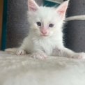 Chaton Maine Coon de race – prix 1400 €.
