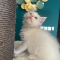 Chaton Maine Coon de race – prix 1400 €.