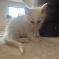 Chat Maine Coon proposé par l’élevage Chatterie du Ciel d'Emeraude.
