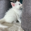 Chaton Maine Coon de race en région Auvergne-Rhône-Alpes.