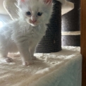 Chaton Maine Coon de race – prix 1400 €.