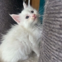 Maine Coon disponible en Isère