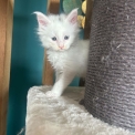 Chaton Maine Coon de race en région Auvergne-Rhône-Alpes.