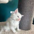 Chaton Maine Coon de race – prix 1400 €.