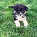Chiot Berger américain miniature à adopter au prix de 1050 €