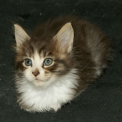 Chat Maine Coon propos�e par l��levage Chatterie de la croix Lorraine.