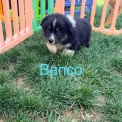 Chiot Berger américain miniature sans pedigree – prix 1200 €.
