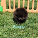 Chien Spitz Allemand Nain proposé par l’élevage Domaine des terres lorginoise.