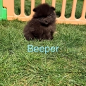 Chiot Spitz Allemand Nain sans pedigree – prix 1350 €.
