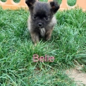 Chihuahua disponible dans le Pas-de-Calais