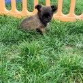 Chiot Chihuahua sans pedigree  en région Hauts-de-France.