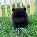 Chiot Spitz Allemand Nain sans pedigree – prix 1350 €.