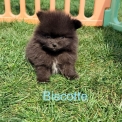 Chien Spitz Allemand Nain proposé par l’élevage Domaine des terres lorginoise.