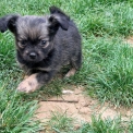 Chiot Chihuahua sans pedigree – prix 950 €.