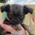 Chiot Chihuahua sans pedigree en région Hauts-de-France.