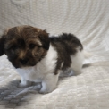 Chien Coton de Tulear proposée par l’élevage La boîte à malice.