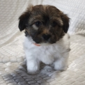 Chiot Coton de Tulear de race – prix 1300 €.