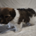 Chiot Coton de Tulear de race  en région Centre-Val de Loire.