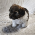 Chiot Coton de Tulear de race – prix 1300 €.