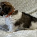 Coton de Tulear disponible dans le Loir-et-Cher