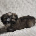 Chiot Coton de Tulear de race – prix 1000 €.