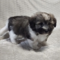 Chien Coton de Tulear proposé par l’élevage La boîte à malice.