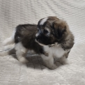 Chiot Coton de Tulear de race – prix 1000 €.