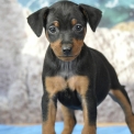 Pinscher Nain chiot vendu 1800 €