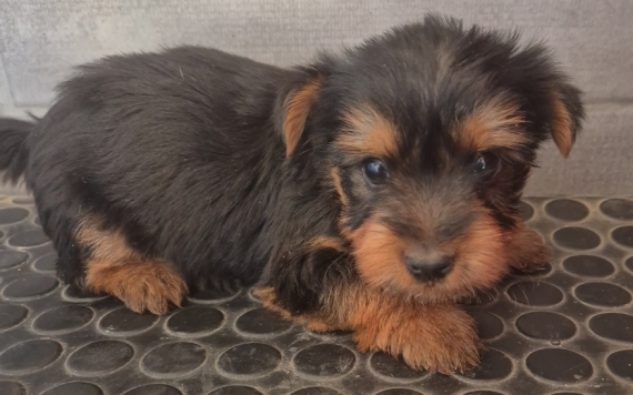 Petit mâle Silky Terrier né le 18/05/2026 est proposé – vendu 1300 €.