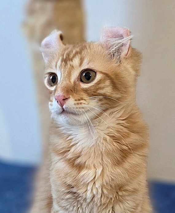 Petit mâle American Curl né le 19/02/2026 est proposé – vendu 1200 €.
