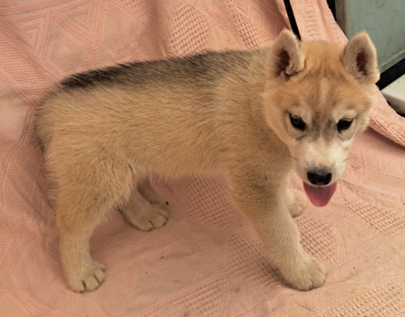 Petit mâle Husky Sibérien né le 30/03/2026 est proposé – vendu 780 €.