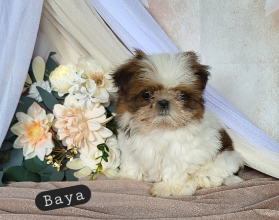 Petite femelle Shih Tzu née le 08/03/2026 est proposée – vendue 1860 €.
