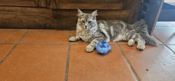 Petit mâle Maine Coon né le 04/12/2025 est proposé – vendu 1000 €.