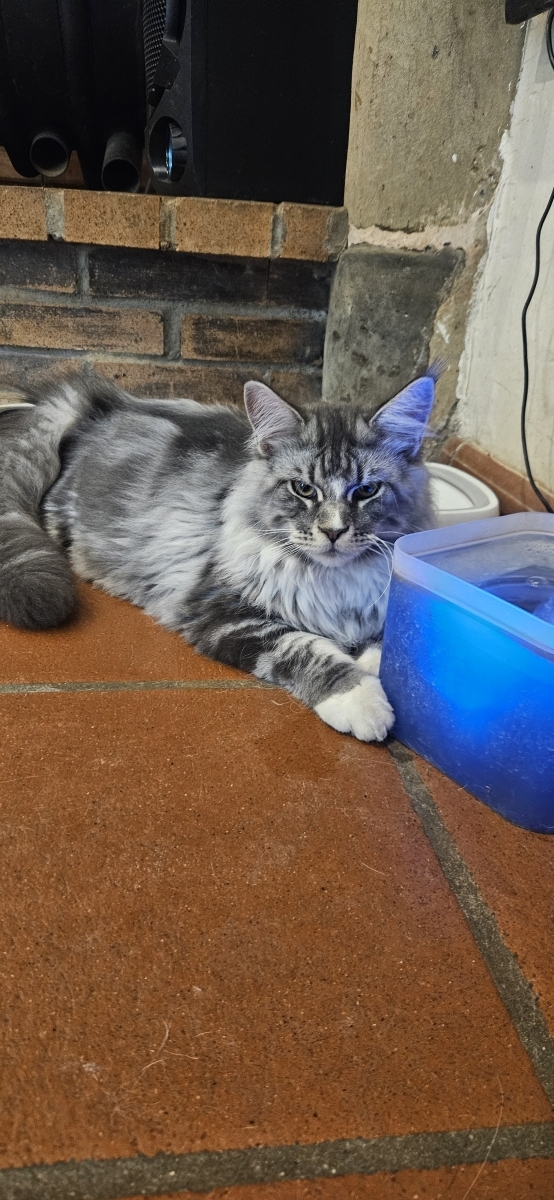 Petit mâle Maine Coon né le 04/12/2025 est proposé – vendu 1000 €.