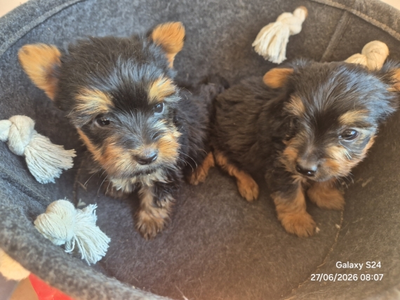 Petite femelle Silky Terrier née le 18/05/2026 est proposée – vendue 1500 €.