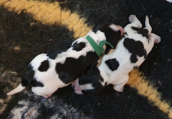Petit mâle Cocker Anglais (Spaniel) né le 06/06/2026 est proposé – vendu 1600 €.