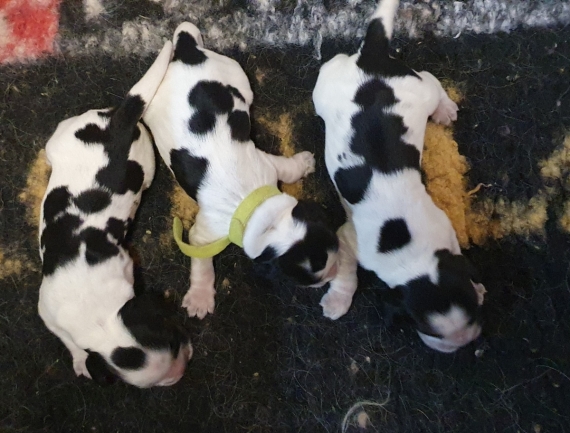 Petite femelle Cocker Anglais (Spaniel) née le 06/06/2026 est proposée – vendue 1600 €.