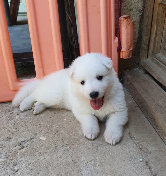 Petit mâle Berger Blanc Suisse né le 17/05/2026 est proposé – vendu 1900 €.