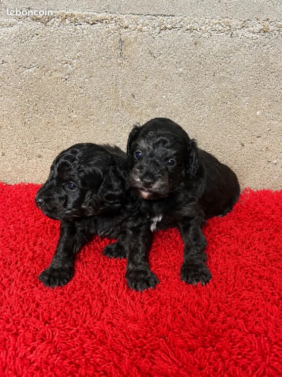 Petit mâle Berger américain miniature né le 17/05/2026 est proposé – vendu 1300 €.