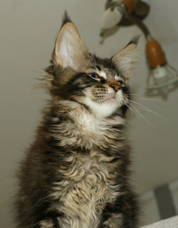 Petit mâle Maine Coon né le 10/03/2026 est proposé – vendu 1200 €.