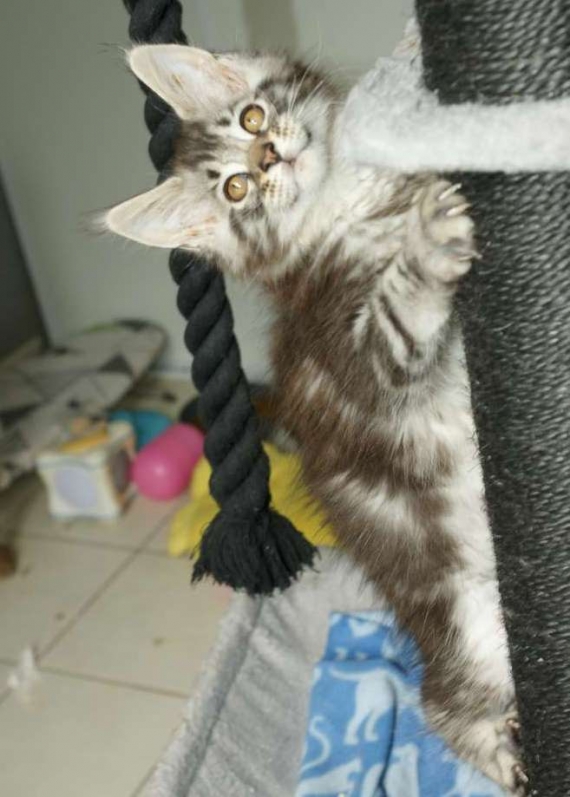 Petite femelle Maine Coon née le 11/03/2026 est proposée – vendue 1200 €.
