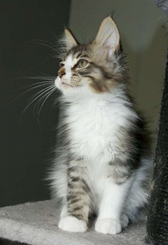 Petite femelle Maine Coon née le 11/03/2026 est proposée – vendue 1200 €.