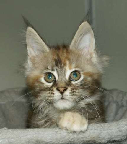 Petite femelle Maine Coon née le 13/03/2026 est proposée – vendue 1200 €.